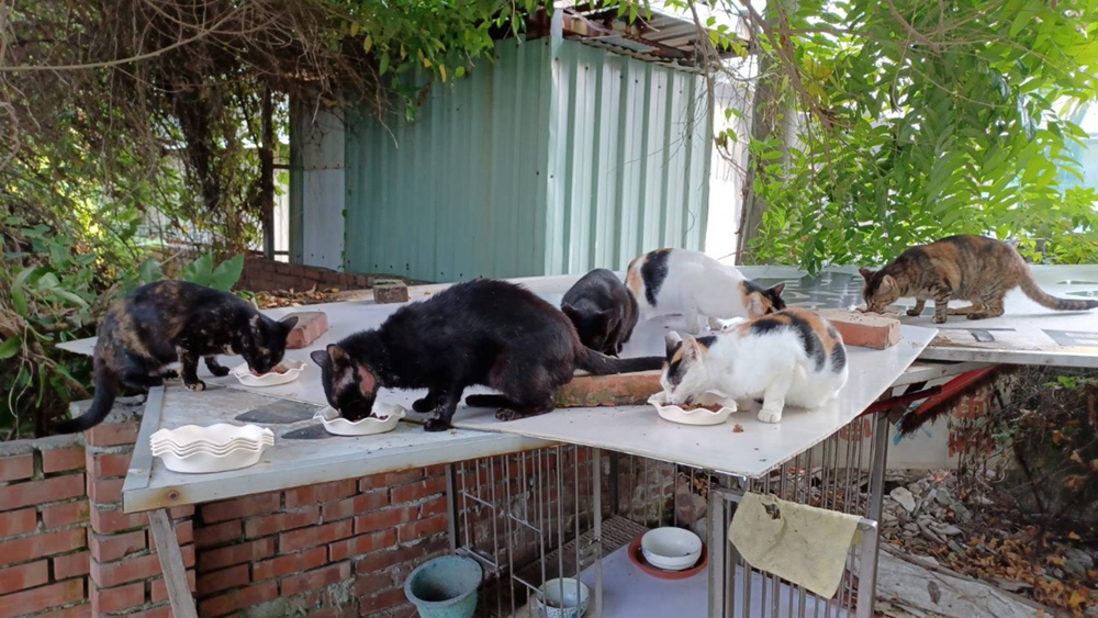 照顧浪浪不只是責任，更是一份溫暖 - 潮健康