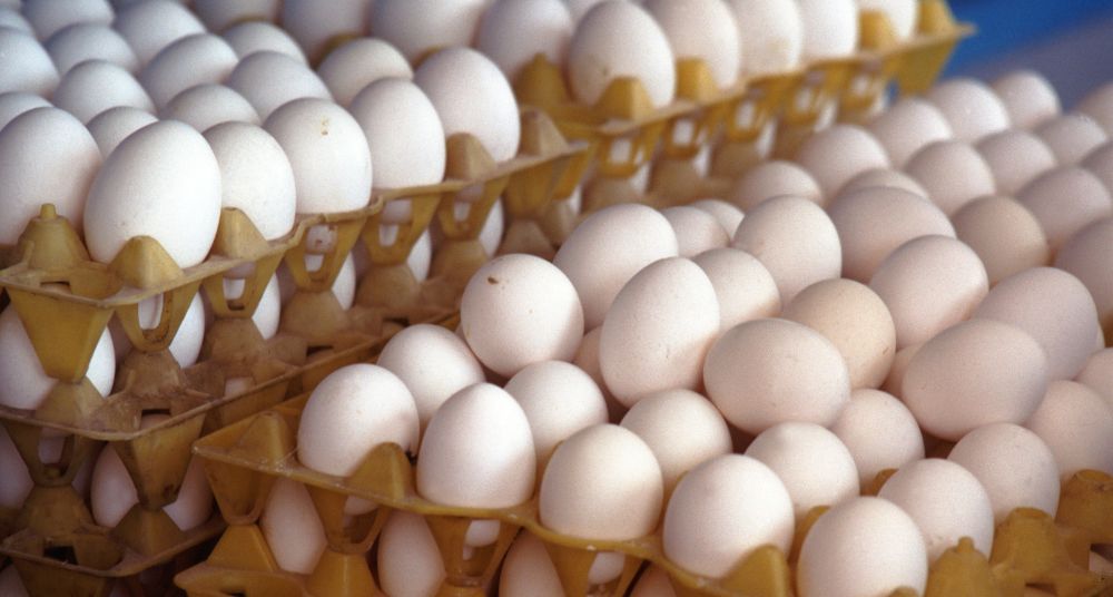 誤食芬普尼蛋別驚慌！營養師解析身體代謝機制，日常保養有撇步