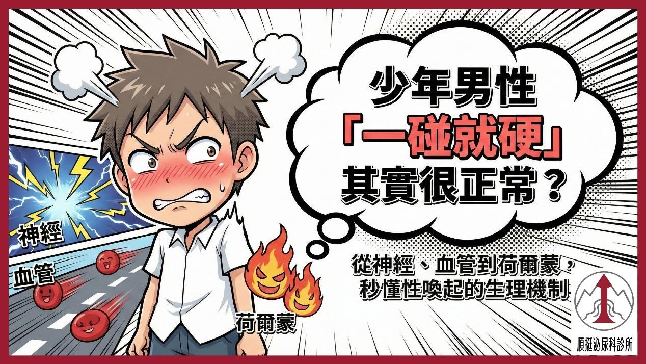 年輕男性性喚起反應為何特別明顯？從神經、血管到荷爾蒙解析生理機制
