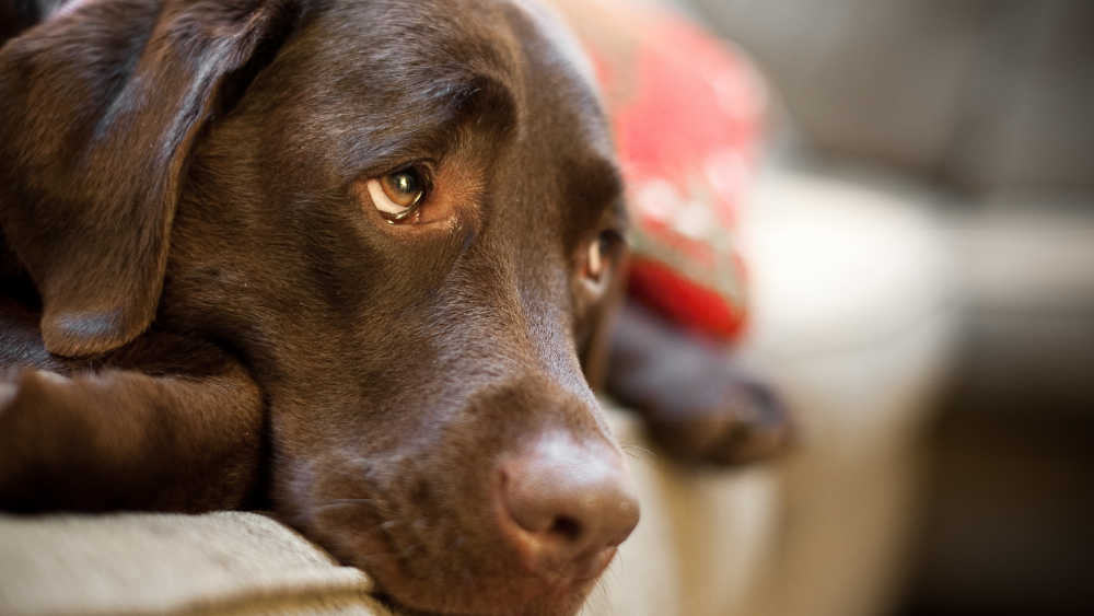 毛孩獨自在家都在做什麼？解析「寵物分離焦慮」行為與3大日常調整方式