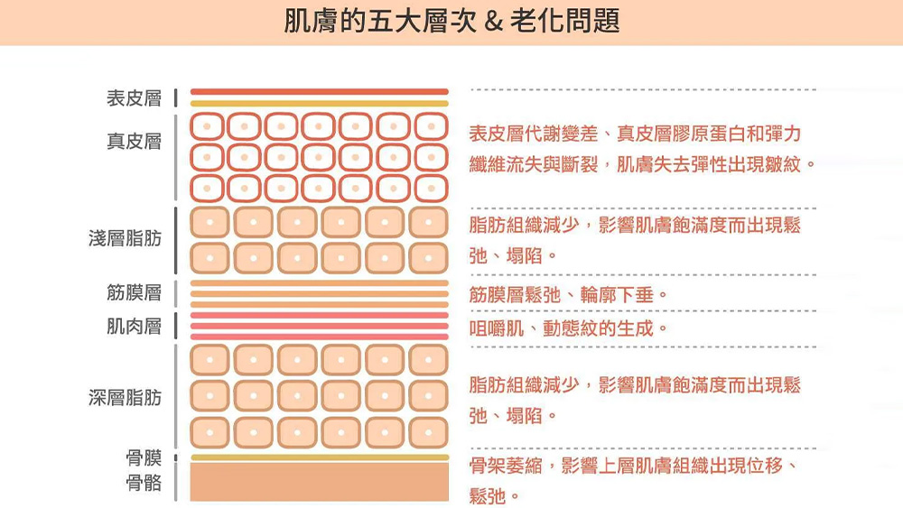35歲後的臉部輪廓變化：淺談脂肪墊位移與肌肉流失