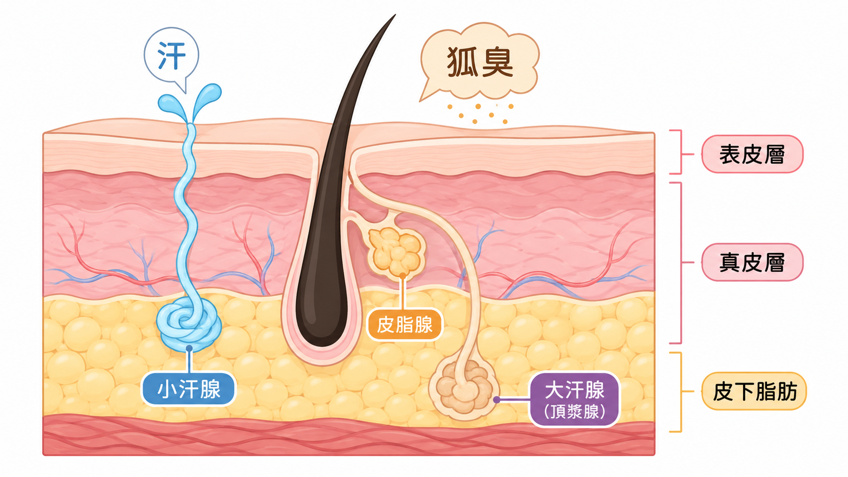 Joeman 「凌晨4點吃牛肉麵」恐增加體臭?醫點名 4 大地雷,這類人最有感 內文圖片 2