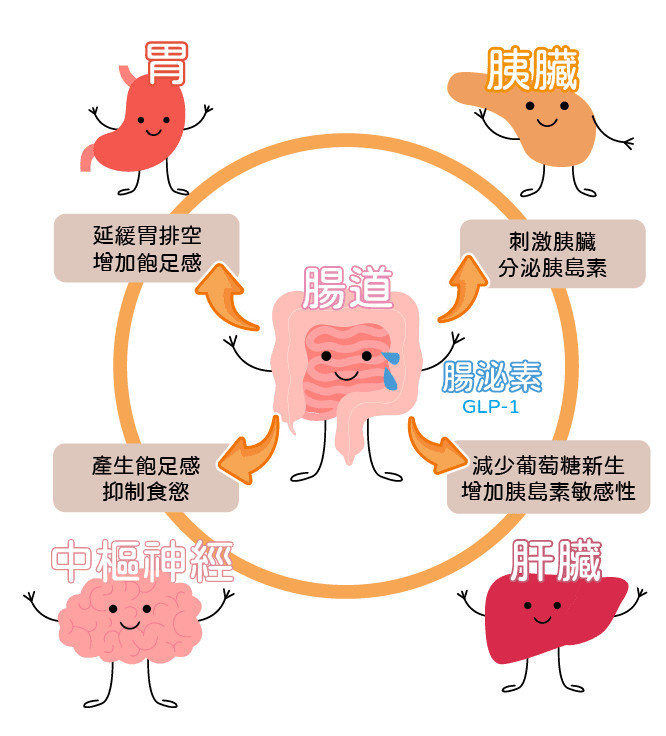 腸泌素作用原理