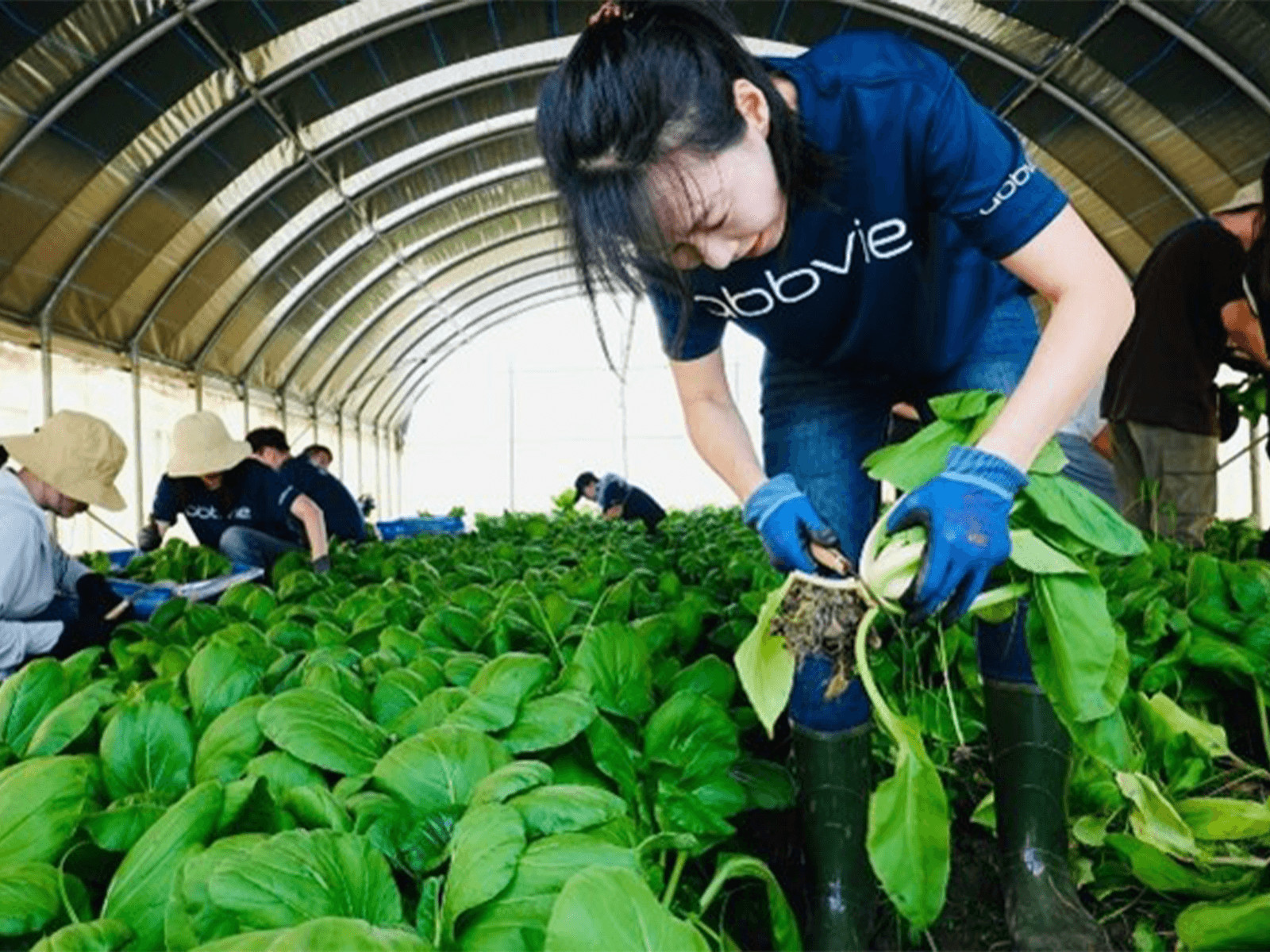 員工親自下田耕種青油菜 「都市俗」也能貢獻一己之力