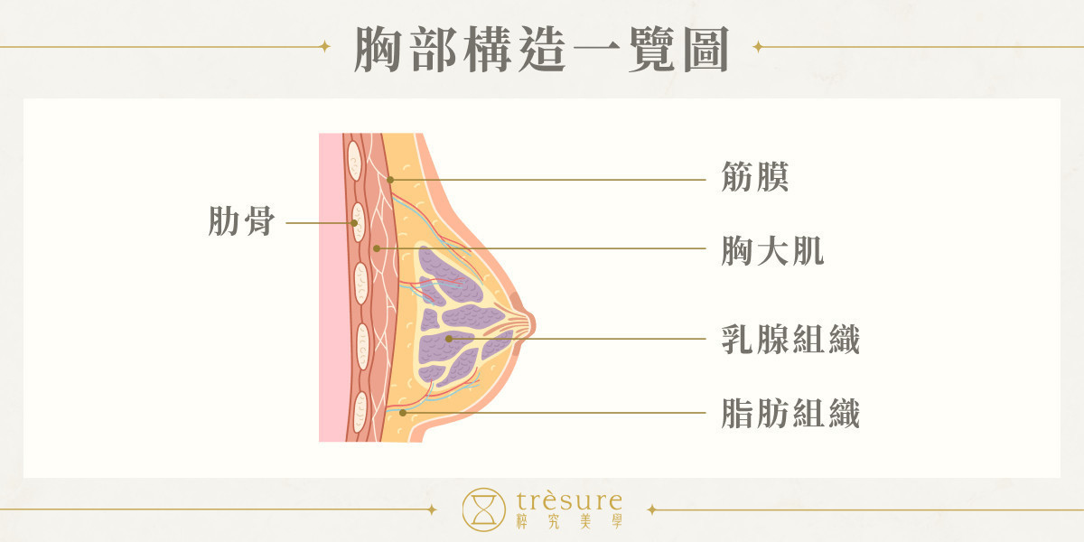 胸部構造一覽圖